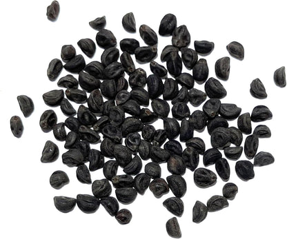 Seed Needs, Grandpa OTT Morning Glory Seeds - 100 Heirloom Seeds for Planting Ipomea purpurea - Annual Blue/Violet Blooms, Flowering Vine for a Natural Privacy Fence (1 Pack)