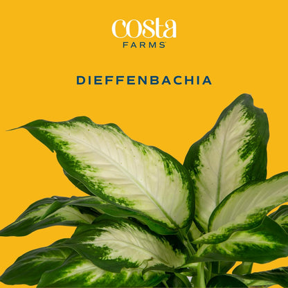 Costa Farms Dieffenbachia, Live Indoor Plant in Décor Plant Pot, Potted Houseplant in Potting Soil Mix, Real Plants Gift for Mom, Dad, 12-14 Inches Tall