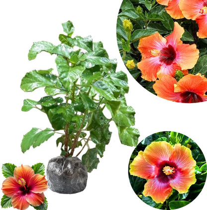 2 Sunset Hibiscus Live Plants, Clump 8-12” Tall, Hardy Hibiscus Plants Live, Hibiscus Trees Flowering Shrub