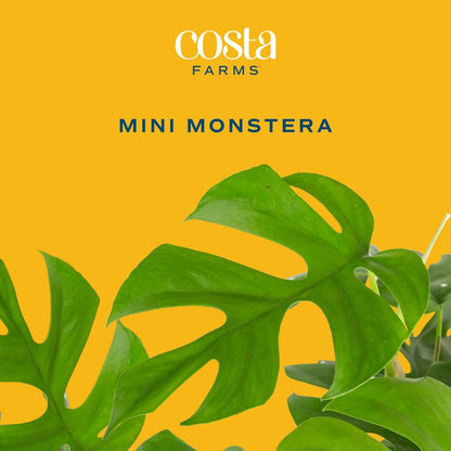 Costa Farms Mini Monstera Live Plant in Self Watering Pot, Indoor Houseplant, Perfect for Home, Room, or Office Decor, Great House Warming or Birthday Gift, 12-18 Inches Tall