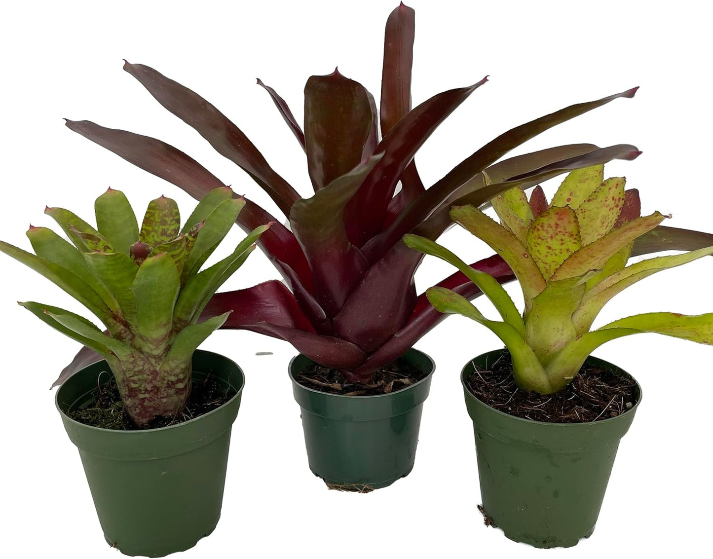 Neoregelia Vase Plant Collection - Bromeliad - 3 Plants in 4" Pots