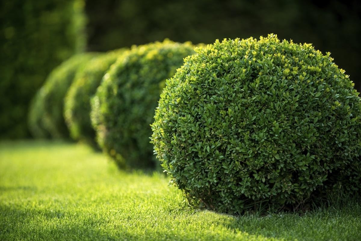 Japanese Boxwood | 1 Live 4 Inch Pot | Buxus Microphylla | Formal Evergreen Low Maintenance Hedge Plants