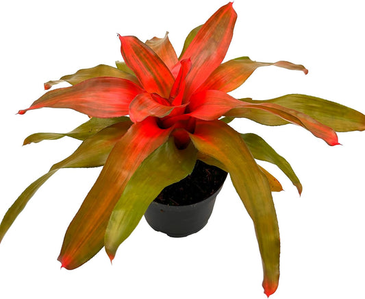 ragnaroc Live Plants – Bromeliad Neoregelia Tangerine, 8-12" in 6" Pot - 1ct - Live Arrival Guaranteed - House Plants for Home Decor & Gift