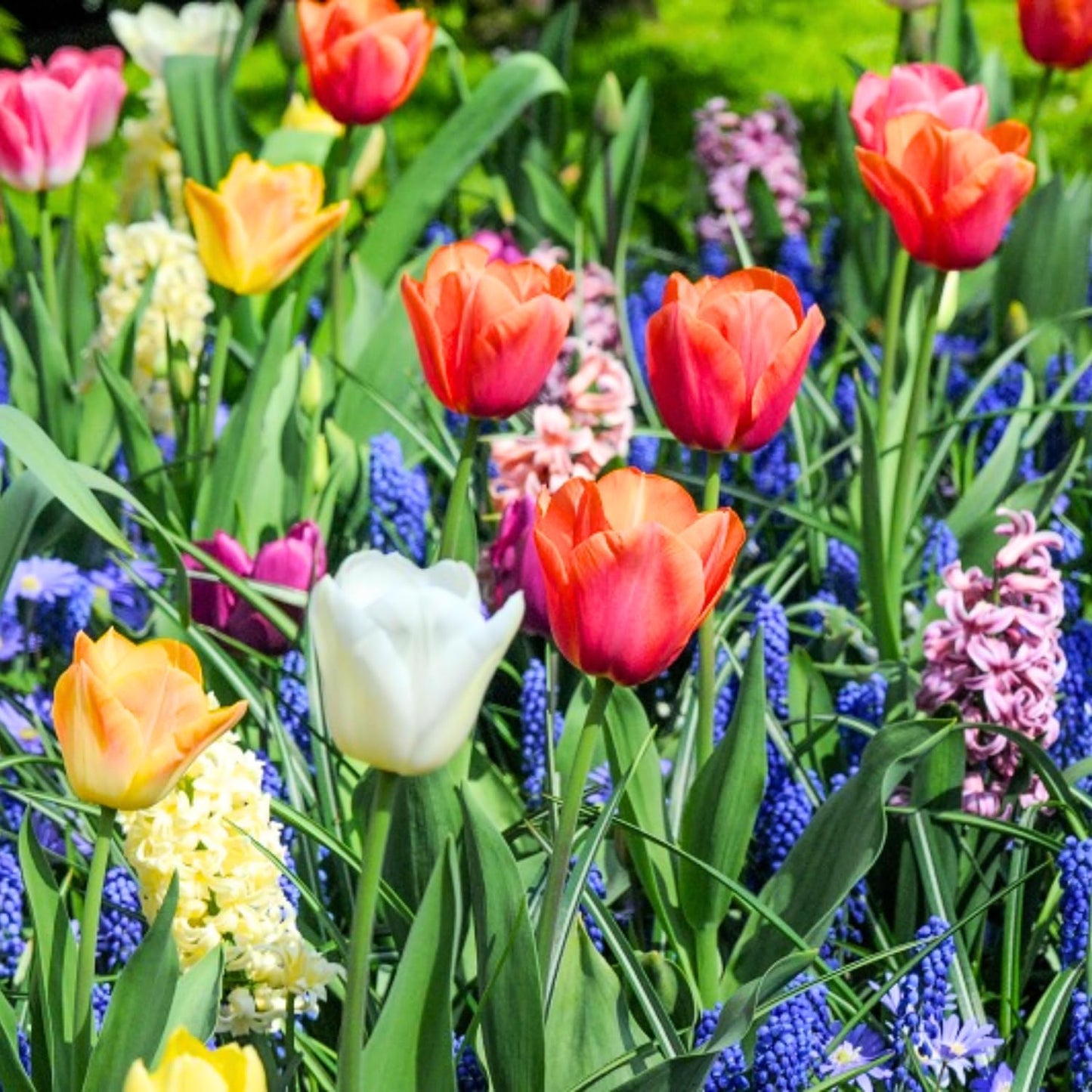 50 Mix Flowers Bulbs for Fall Planting, Perennial Flower Bulbs, Early Spring Flower to Plant Outside, 50 Days of Blooms, Colorful Blooms Groundcover Bulbs, Top Size, 5 Random Varieties