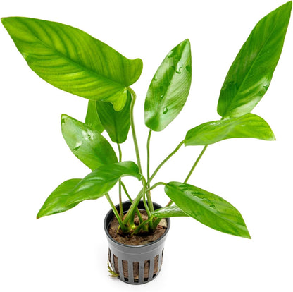 SubstrateSource Live Plants – Anubias Hastifolia (Anubias hastifolia) – Low to Moderate Light, Medium to Dark Green Arrow-Shaped Leaves, Midground to Background Tank Placement - Pot, 3 Pack