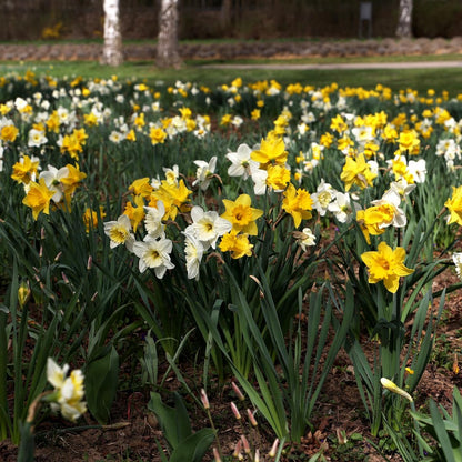 Complete Spring Flower Bulb Garden – Mixed Tulips, Daffodils & Hyacinths – 75 Bulk Bulbs for Colorful Spring Blooms – Easy Fall Planting - Plant in Gardens, Borders & Flowerbeds - Willard & May