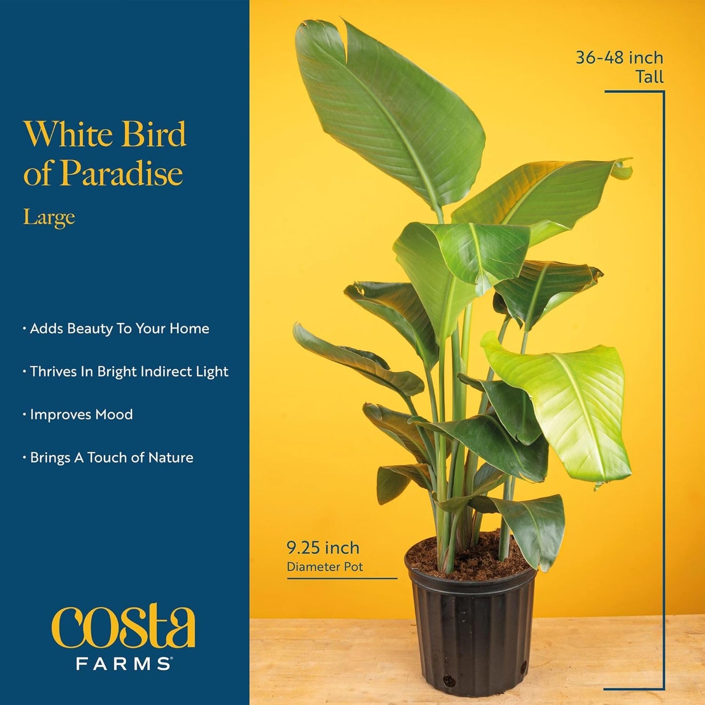 Costa Farms Live Plants (2-Pack), Money Tree and Bird of Paradise, Easy to Grow Large Indoor Outdoor Houseplants in 10-Inch Plant Pots, House Plant Gift, Office, Living Room, Home Decor