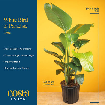 Costa Farms Live Plants (2-Pack), Money Tree and Bird of Paradise, Easy to Grow Large Indoor Outdoor Houseplants in 10-Inch Plant Pots, House Plant Gift, Office, Living Room, Home Decor