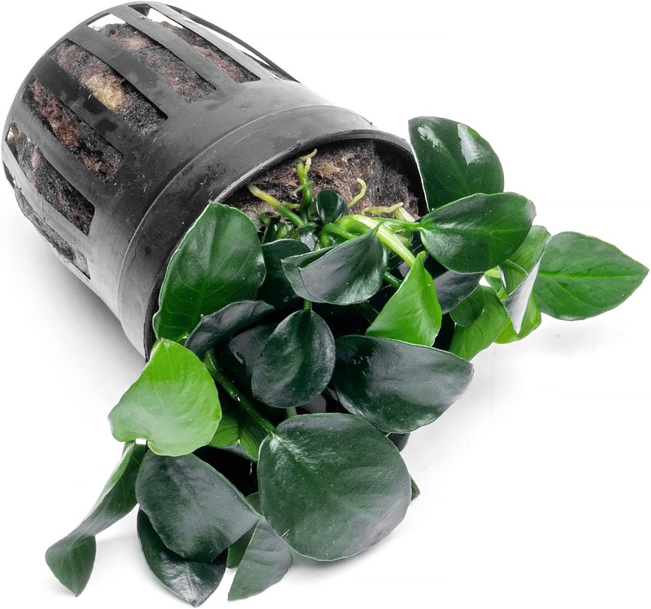 SubstrateSource Anubias Live Aquarium Plants - Potted Freshwater Plant for Fish Tanks, Terrariums - Beginner Friendly Low Light (Barteri Petite Round, 1 Pot)