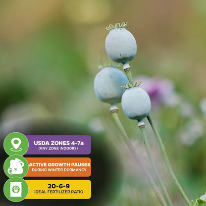 Wellspring Gardens Blueberries Live Plants - Blueberries Starter Plants - Garden Starter (Darrow 2-Pack, Blueberry)
