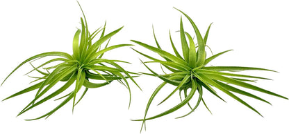 Live Air Plants - Tillandsia Geminiflora 1-3" - 2ct – ragnaroc Live Indoor Plant - Live Arrival Guaranteed - House Plants for Home Decor & Gift