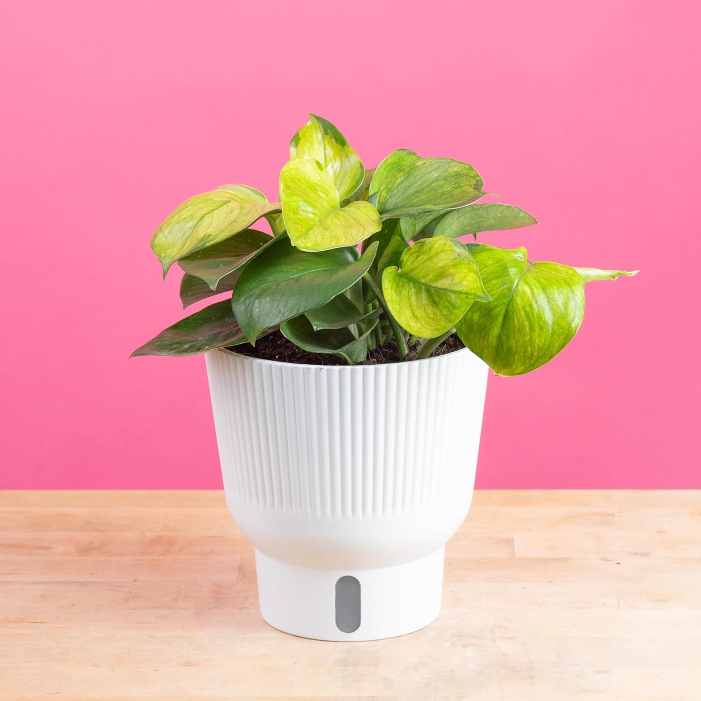 Costa Farms Lemon Top Pothos, Rare Unique Live Indoor Plant in 6-Inch Self-Watering Houseplant Pot, Potting Soil, Trending Tropicals Collection, Room and Home Decor