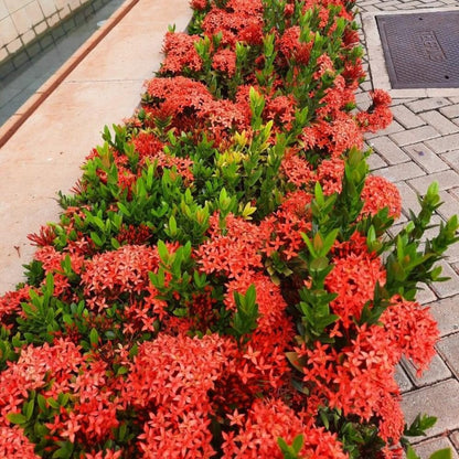 Set 2 Dwarf Red Ixora Live Plants, Size 2 to 5 Inch Tall Plant - Hardy, Perennial Ixora Flowers Starter Plant for Grow Outdoors, Without Pot