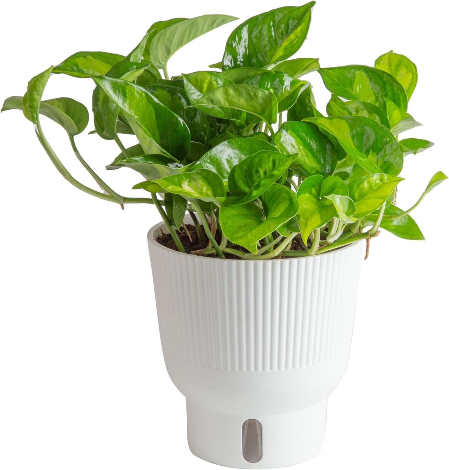 Costa Farms Global Green Pothos Live Plant, Rare Unique Indoor House Plant in 6-Inch Self-Watering Houseplant Pot, Potting Soil, Trending Tropicals Collection, Room and Home Decor