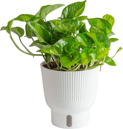 Costa Farms Global Green Pothos Live Plant, Rare Unique Indoor House Plant in 6-Inch Self-Watering Houseplant Pot, Potting Soil, Trending Tropicals Collection, Room and Home Decor