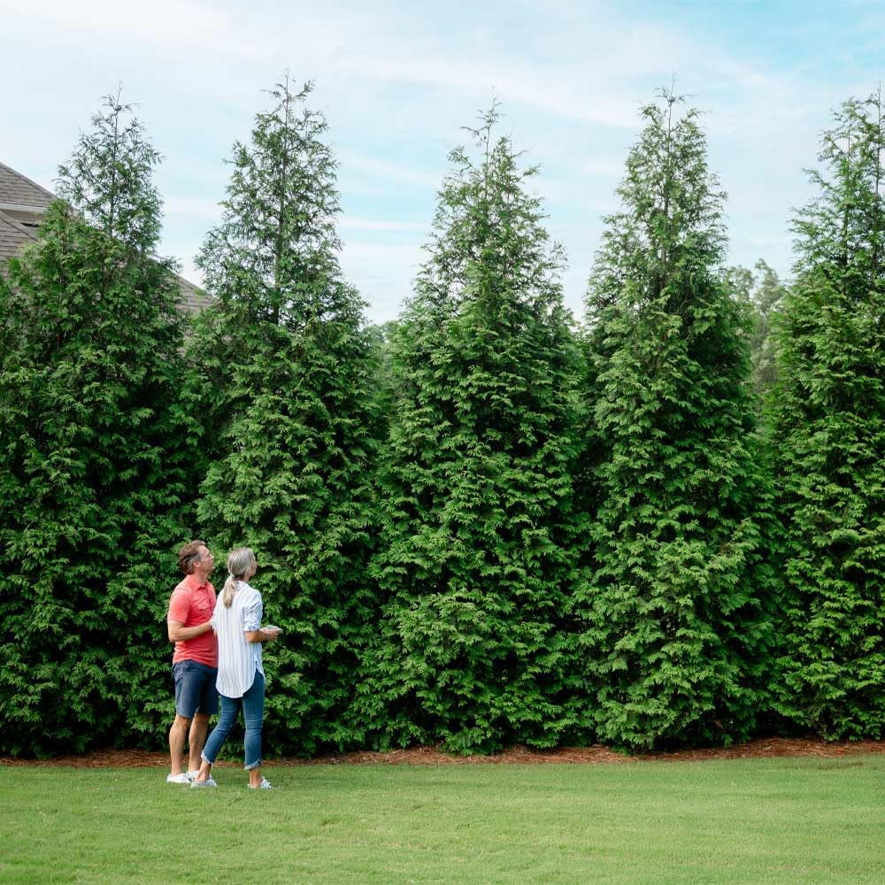 Brighter Blooms - Thuja Green Giant, 4-5 Feet - Live Plant - No Shipping to AK, AZ, HI, OR