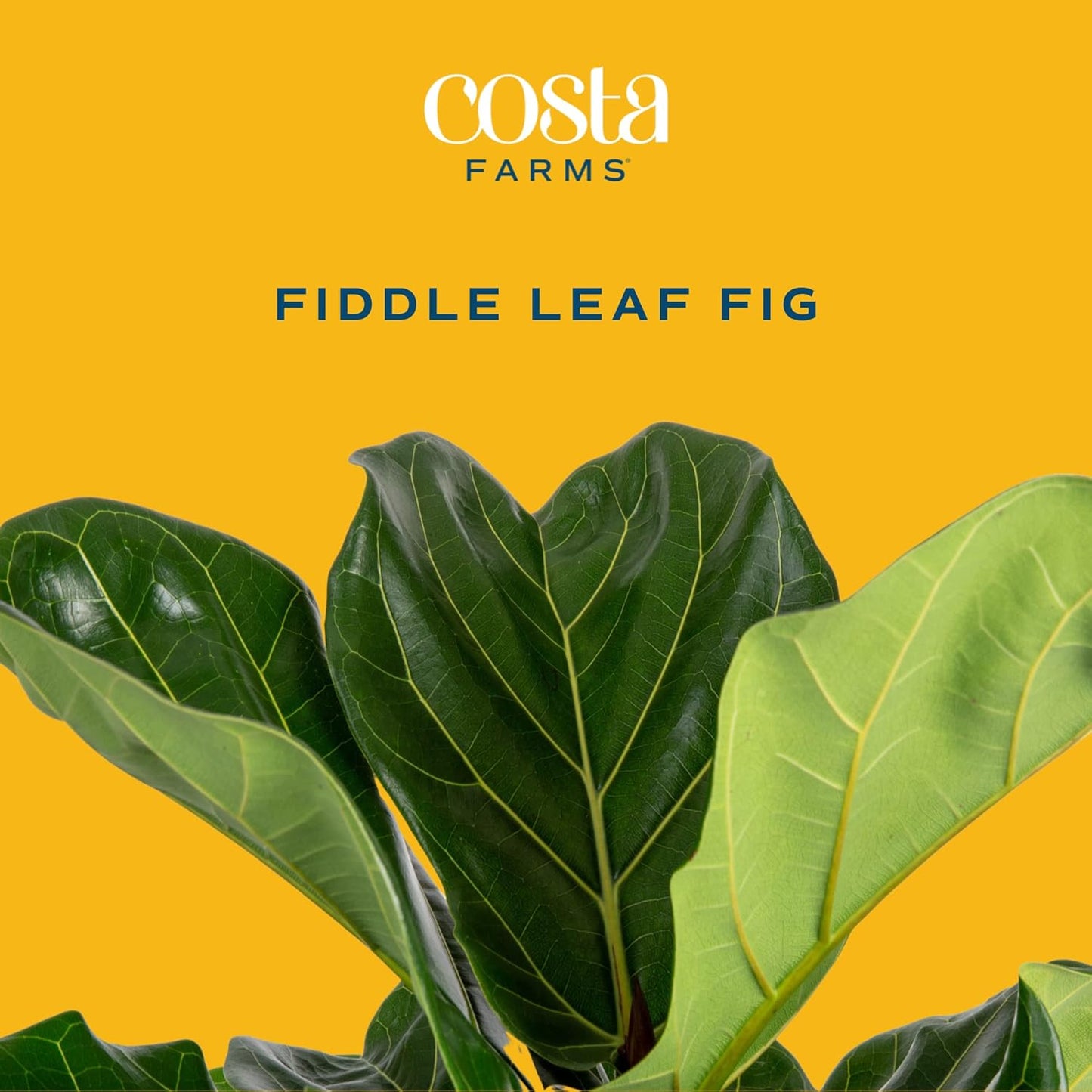 Costa Farms Fiddle Leaf Fig Tree, Ficus Lyrata, Live Indoor Plant Potted in Indoor Garden Plant Pot, Potting Soil, Floor Houseplant Gift for New Home, Birthday, Room Decor, 3-4 Feet Tall