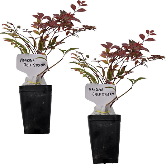 Nandina Gulf Stream - Nandina domestica. Compact Heavenly Bamboo | Year-Round Color | Low