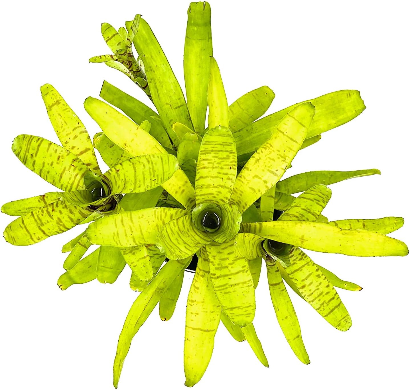 ragnaroc Live Plants – Bromeliad Neoregelia Tigrina, 8-12" in 6" Pot - 1ct - Live Arrival Guaranteed - House Plants for Home Decor & Gift