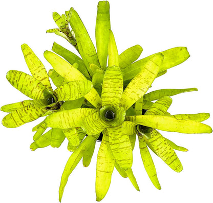 ragnaroc Live Plants – Bromeliad Neoregelia Tigrina, 8-12" in 6" Pot - 1ct - Live Arrival Guaranteed - House Plants for Home Decor & Gift