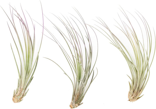 Lavender Colorful Tillandsia Air Plants - Long Lasting Color Enhanced Live Tillandsia Succulent House Plants - Home and Garden Decor - Easy Care Indoor and Outdoor Plants