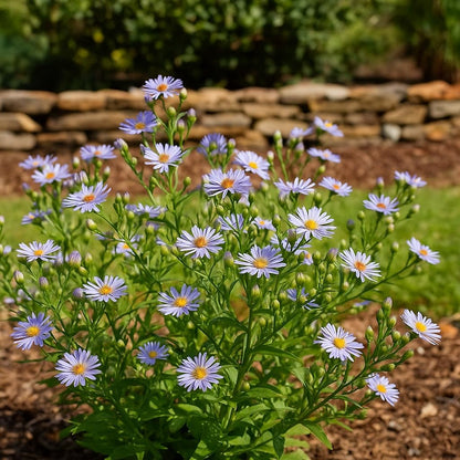 Perennial Farm Aster Laevis 'Bluebird' (Smooth Aster) – Live Perennial in #1 Container, Masses of Violet-Blue Blooms, Tall Upright Growth, Late Season, Pollinator Friendly, Ideal for Meadows & Borders