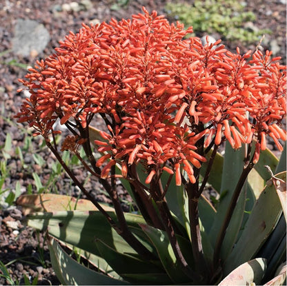 Coral Aloe Plants (Aloe striata) - Live Succulent with Striking Pink Edges and Smooth, Flat Leaves for Indoor/Outdoor Gardening (2 Coral Aloe Cups)