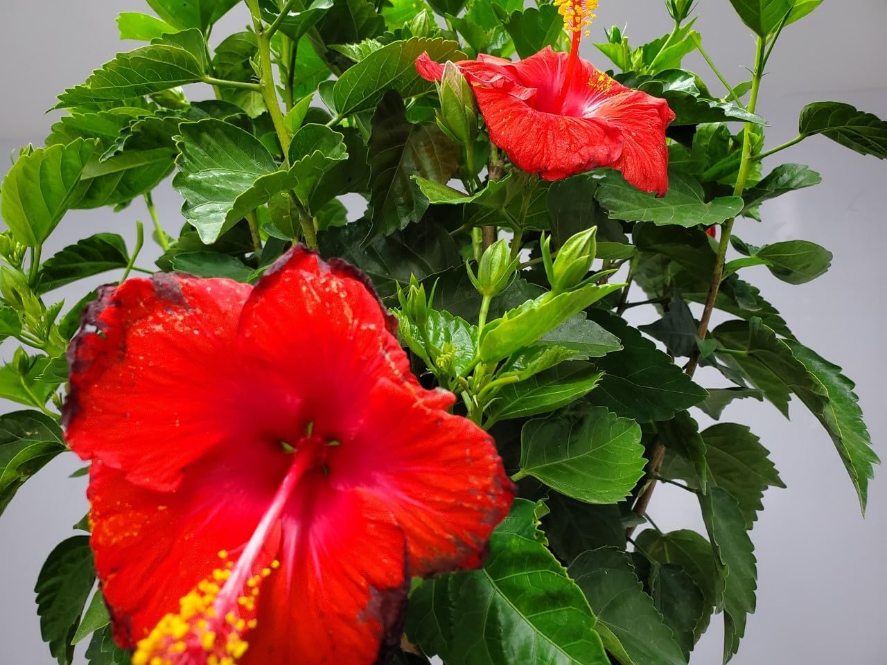 Braided Hibiscus Tree Live - Red President - Overall Height 38" to 44" - Tropical Plants of Florida (Plant Only)