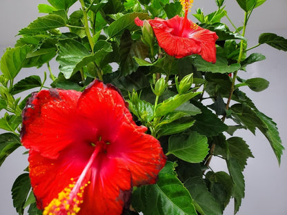 Braided Hibiscus Tree Live - Red President - Overall Height 38" to 44" - Tropical Plants of Florida (Plant Only)