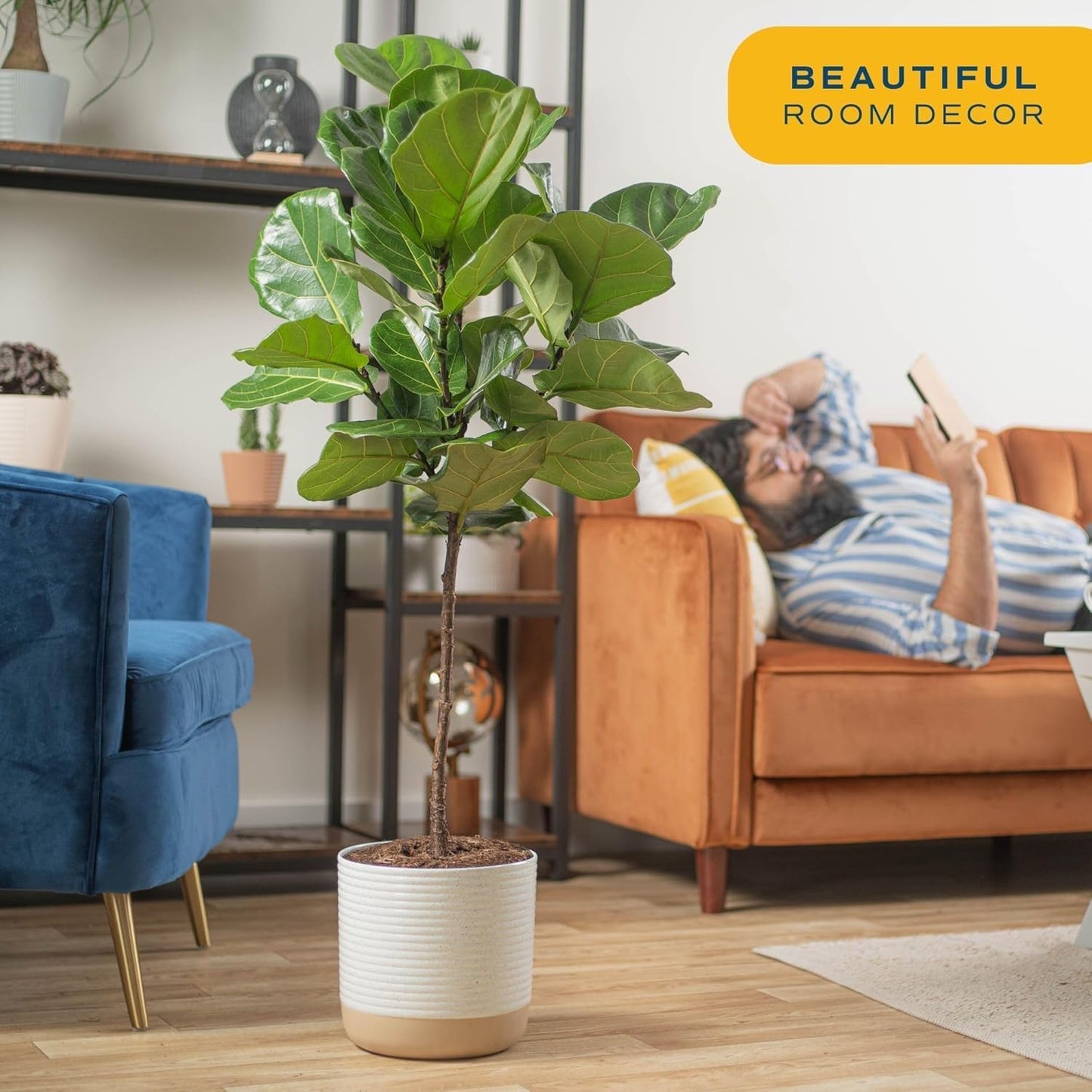 Costa Farms Fiddle Leaf Fig Tree, Ficus Lyrata Live Indoor Plant Potted in Indoor Garden Plant Pot, Potting Soil, Floor Houseplant Gift for Housewarming, Tropical Home or Room Decor, 3-4 Feet Tall
