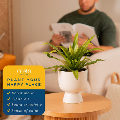 Costa Farms Bird's Nest Fern Plant, Easy to Grow Live Indoor Plant, Houseplant Potted in Decor Plant Pot, Soil Potting Mix, Indoor Garden Gift, Housewarming Gift, Room or Home Décor, 15-Inches Tall