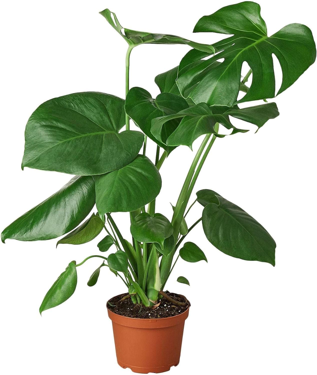 Philodendron Monstera Split-Leaf Live Plant for Indoor | Different Houseplants in 4'' & 6'' Pot | Real House Plant for Living Room, Office, Desk & Bathroom | Swiss Cheese