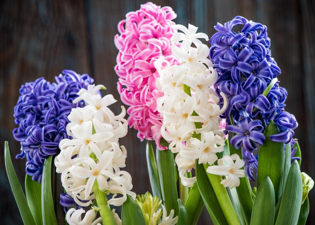 Mixed Hyacinth Bulbs for Forcing Indoors - 12Pcs Mixed Hyacinth Flower Bulbs for Fall Planting with Colorful Shades Plants Live Houseplants - Gorgeous and Fragrant Flower Bulbs for Spring Planting