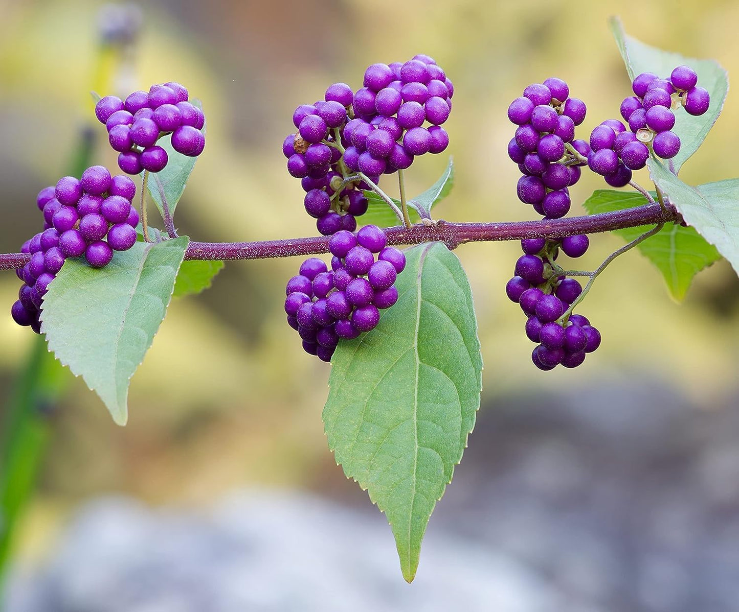 American Beautyberry | 3 Live Plants | Callicarpa Americana | Drought-Tolerant, Vibrant Purple Berries, Attracts Birds & Butterflies | Easy to Grow