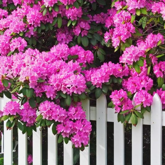 Rhododendrons Plant Live, Light Pink Rhododendron Shrub, Large Flowering Tree 1 Gallon Potted for Gardening
