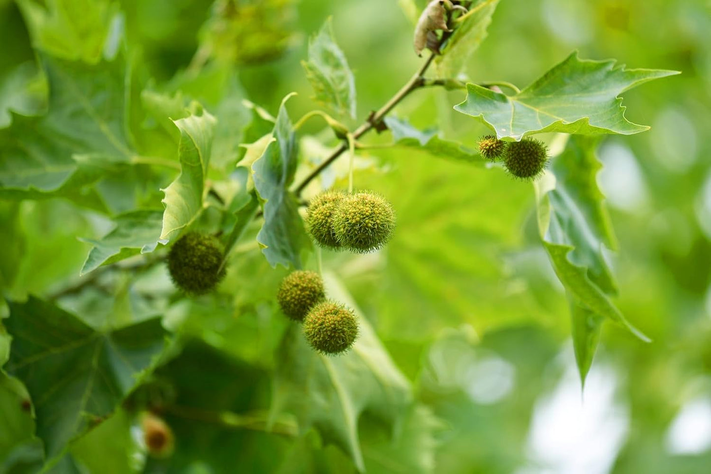 American Sycamore | 1 Large Gallon Size Tree | Platanus occidentalis | Fast-Growing Shade Plants | Privacy Enhancing Greenery for Expansive Landscapes