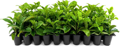 Viburnum Odoratissimum | 30 Live Plants | Viburnum odoratissimum | Fast Growing Privacy Hedge | Evergreen Screening Shrub