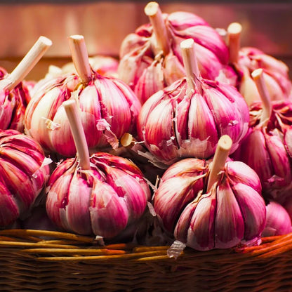 1 Pound Hard Neck Garlic for Planting in Fall, Red Chesnok Garlic Bulb for Planting, Fresh and High Yield, Cold Hardy, Planting Softneck Hardneck