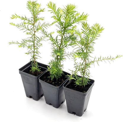 3 Coastal Redwood in 3.5” Nursery Cubes (Sequoia sempervirens) | Majestic Evergreen Tree for Shade, Privacy & Wildlife Support | Ready-to-Plant Live Starter Plants