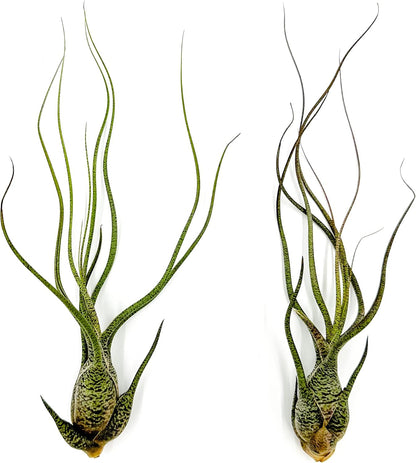 ragnaroc Live Air Plants - Tillandsia Butzii, Jumbo 7-9" - 2ct - Live Arrival Guaranteed - House Plants for Home Decor & Gift