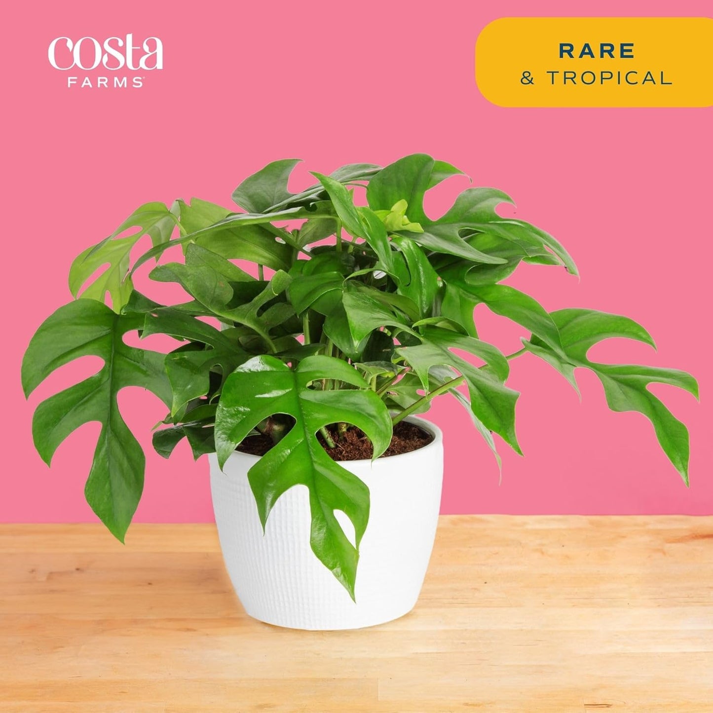 Costa Farms Mini Monstera Live Plant in Self Watering Pot, Indoor Houseplant, Perfect for Home, Room, or Office Decor, Great House Warming or Birthday Gift, 12-18 Inches Tall