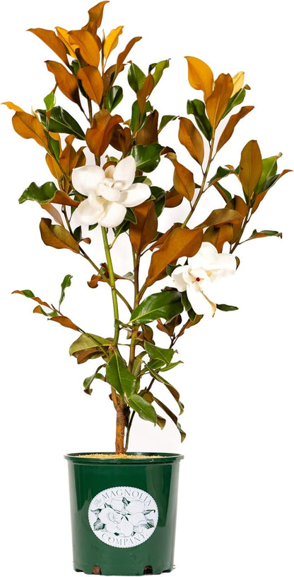 Magnolia Tree Bracken Browns Beauty Variation, Magnolia Flower, Live Plant, 3-4 Feet Tall, Gardening Tree, Southern Landscaping Tree, by The Magnolia Company, Can't Ship to CA, AK, HI, PR