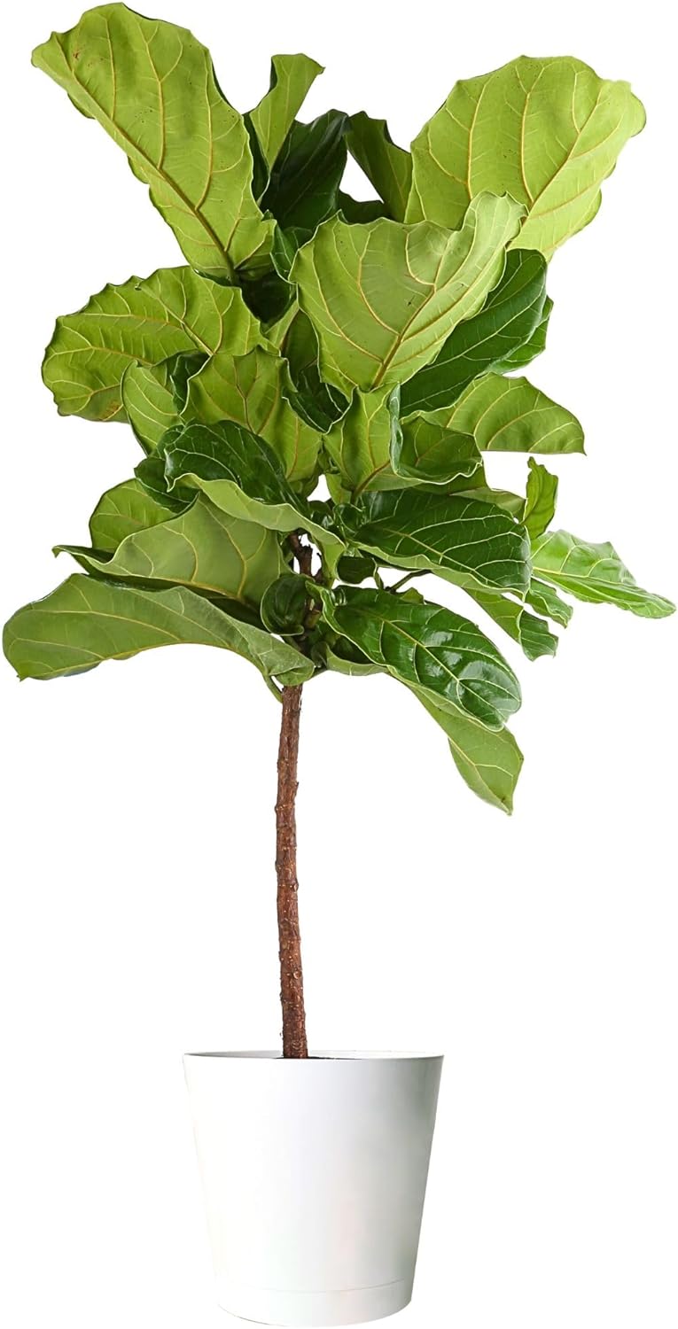 Costa Farms Fiddle Leaf Fig Tree, Ficus Lyrata, Live Indoor Plant Potted in Indoor Garden Plant Pot, Potting Soil, Floor Houseplant Gift for New Home, Birthday, Room Decor, 3-4 Feet Tall