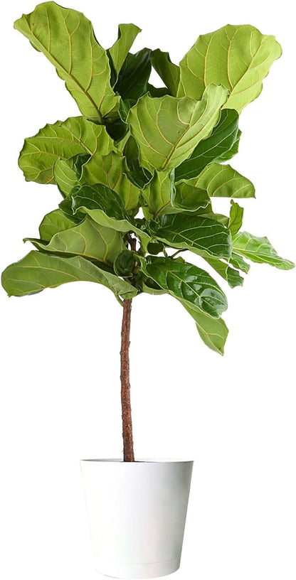 Costa Farms Fiddle Leaf Fig Tree, Ficus Lyrata, Live Indoor Plant Potted in Indoor Garden Plant Pot, Potting Soil, Floor Houseplant Gift for New Home, Birthday, Room Decor, 3-4 Feet Tall