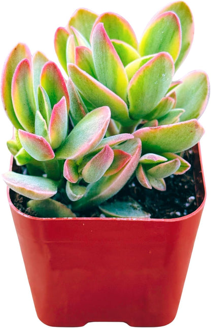 Succulents Plants Live 2inch Live Mini Succulent Plants, Easy Care House Plants Rooted in Succulent Soil Mix, by The Succulent Cult (Crassula Money Maker Variegated, 2 Inch)