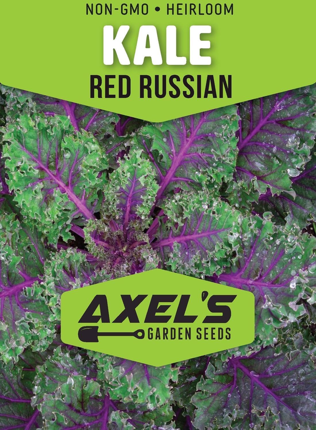 Red Russian Kale Seeds for Planting – Plant & Grow Heirloom Non GMO Red Russian Kale in Home Outdoor Vegetable Garden, Brassica Napus VAR. pabularia – 1 Packet Approx 200 Seeds