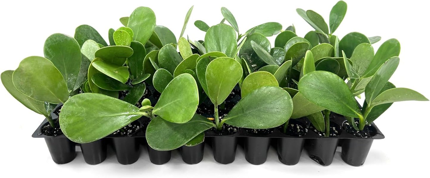Clusia Guttifera Small Leaf | 10 Live Plants | Clusia guttifera | Privacy Hedge Plants | Evergreen Shrub for Tropical Landscaping