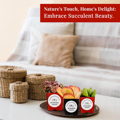 Live Succulents Plants Mystery Pack - Variety of Well Rooted Plants in 2 Inch Pots - Real, Small, Assorted Houseplants for Indoor, DIY, Home Decor, Wedding, or Birthday Gifts (16 Pack)