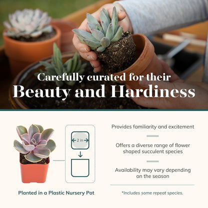 Shop Succulents Rosette Succulent Plant Pack Collection - Live Mini Succulent Plants, Low Maintenance, Floral Shaped Mix of Colors & Textures - Wedding and Party Favors, Gift & Garden, Pack of 32