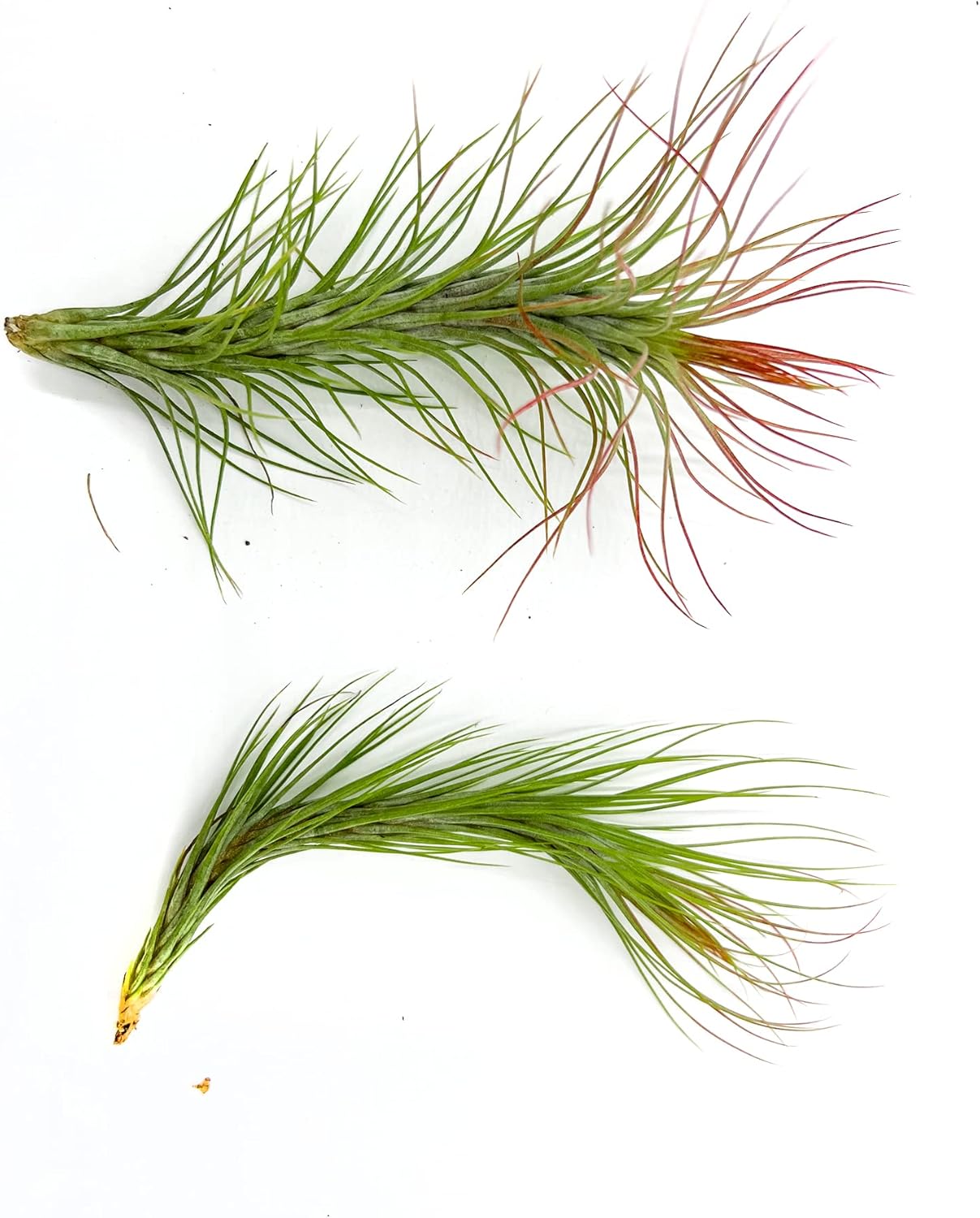 ragnaroc Air Plants - Tillandsia Funckiana Hybrid, Large 5-7" - 2ct - Live Arrival Guaranteed - House Plants for Home Decor & Gift